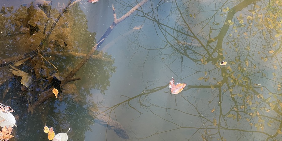 Reflections of trees in the South River