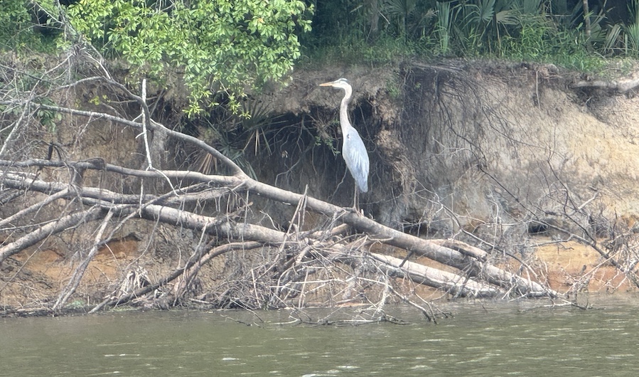 Photo from the tributary with blue heron along the bank