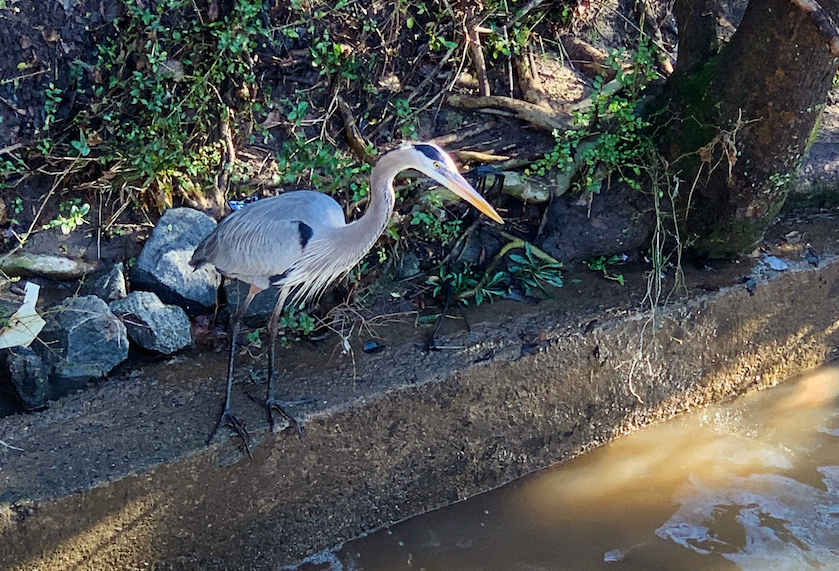 Herron on the side of a creek